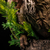 Infinity Studio Jurassic World Dominion - Tyrannosaurus Rex Bust Wall Mounted + Display stand