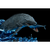 Iron Studios Jurassic World - Mosasaurus Statue Icons