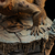 Iron Studios Jurassic World Dominion - Dimetrodon Statue Art Scale 1/10