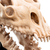 Weta Workshop Lord of the Rings - Skull of a Fell Beast Minuature