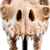 Weta Workshop Lord of the Rings - Skull of a Fell Beast Minuature