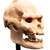 Weta Workshop Lord of the Rings - Skull of Lurtz Minuature