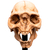Weta Workshop Lord of the Rings - Skull of a Moria Orc Minuature