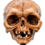 Weta Workshop Lord of the Rings - Skull of Gollum Minuature
