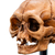 Weta Workshop Lord of the Rings - Skull of Gollum Minuature