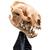 Weta Workshop The Lord of the Rings Trilogy- Miniature Skull of a Warg