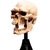 Weta Workshop The Lord of the Rings - Miniature Skull of a Mordor Orc