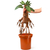 Noble Collection Harry Potter - Electronic Plush Mandrake